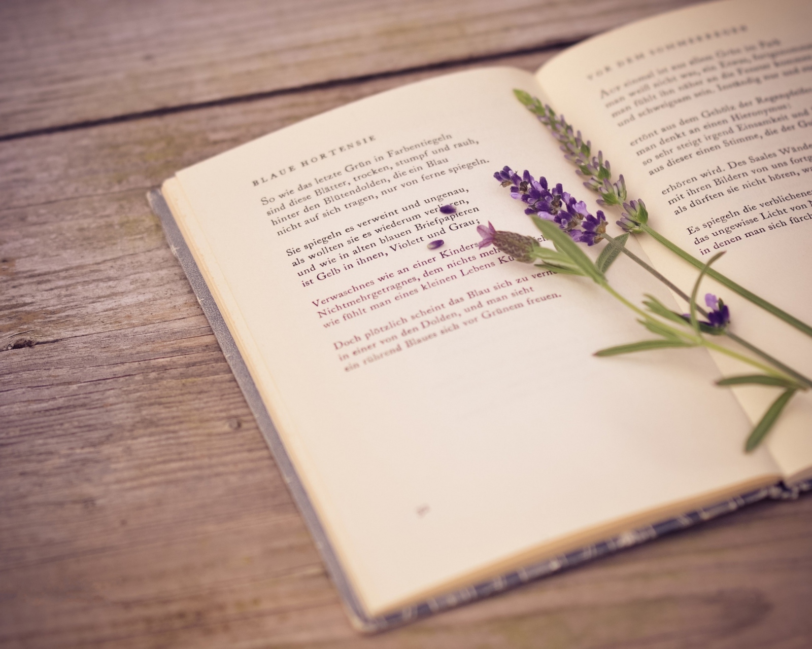 Poetry And Lavender wallpaper 1600x1280