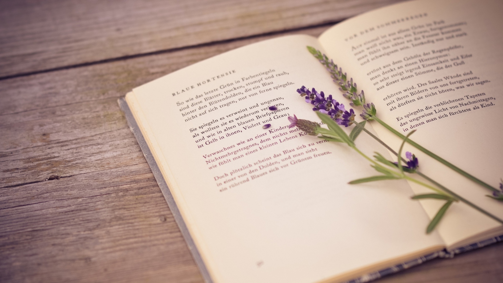 Poetry And Lavender screenshot #1 1600x900