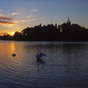 Fondo de pantalla Swan Lake At Sunset 128x128