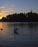 Swan Lake At Sunset wallpaper 128x160