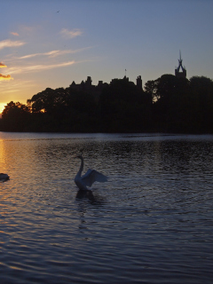 Обои Swan Lake At Sunset 240x320