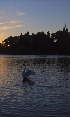 Fondo de pantalla Swan Lake At Sunset 240x400