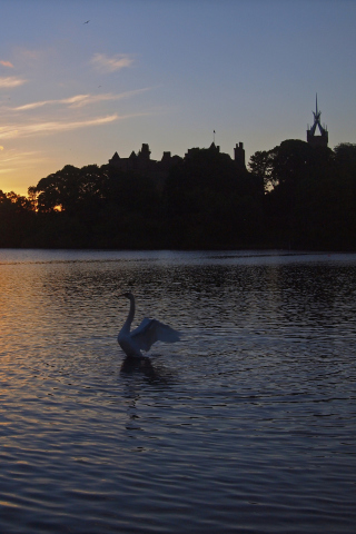 Fondo de pantalla Swan Lake At Sunset 320x480