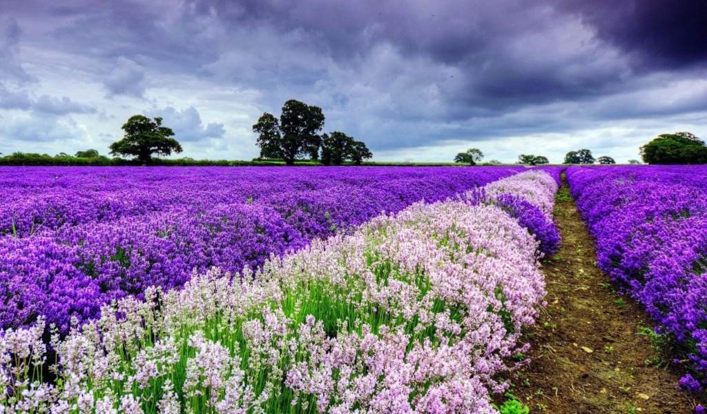 Lavender Spring in Provence wallpaper 1024x600