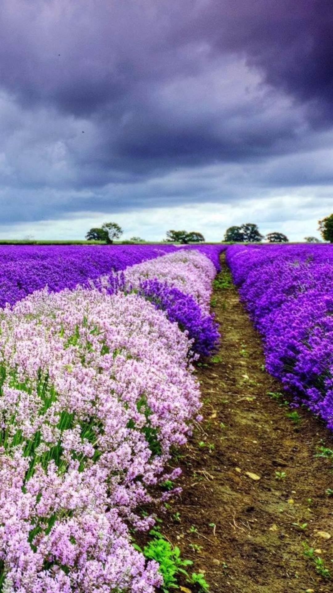 Обои Lavender Spring in Provence 1080x1920