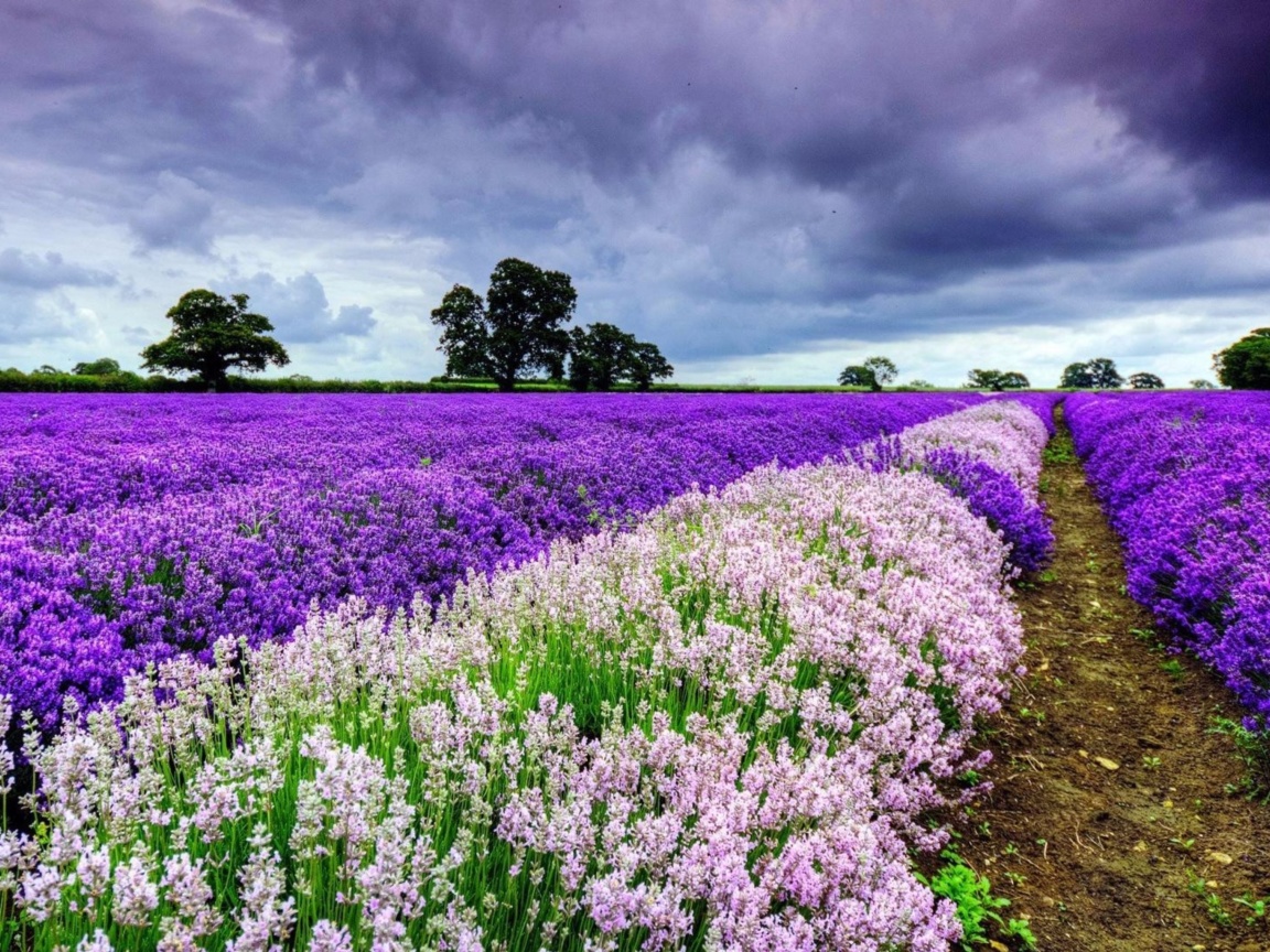 Fondo de pantalla Lavender Spring in Provence 1152x864