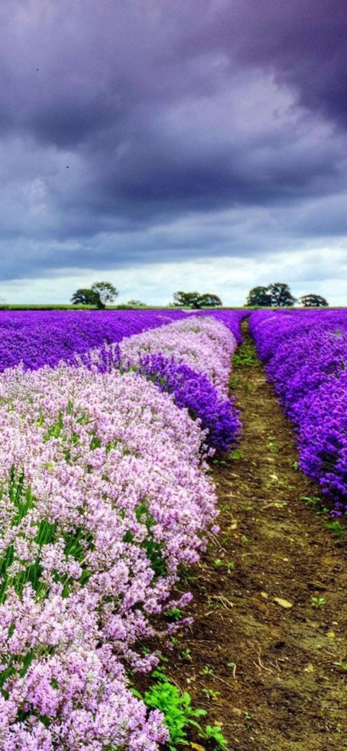 Fondo de pantalla Lavender Spring in Provence 1170x2532