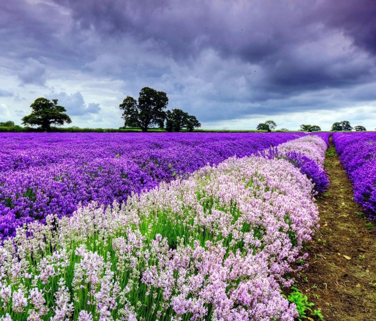 Fondo de pantalla Lavender Spring in Provence 1200x1024