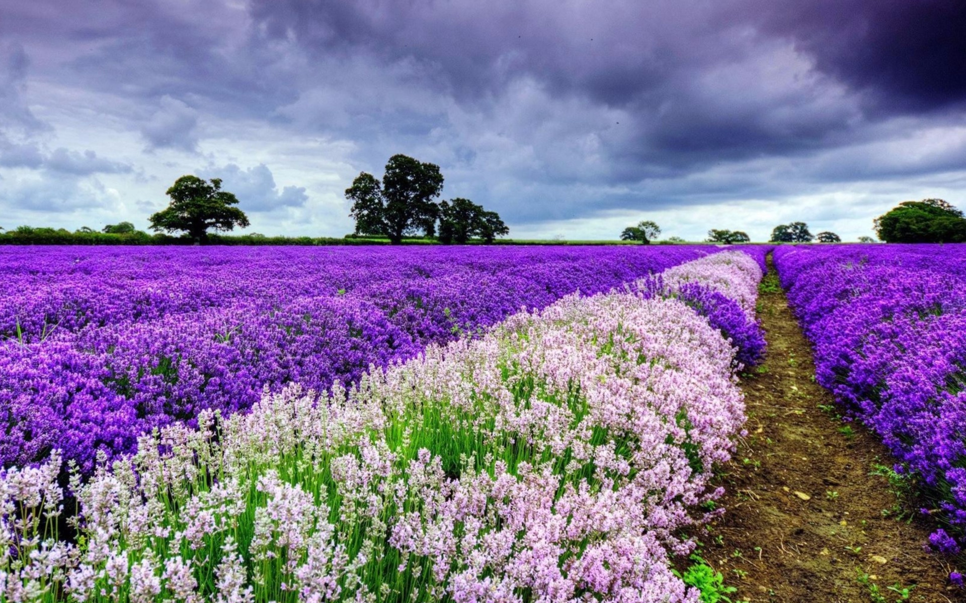Fondo de pantalla Lavender Spring in Provence 1920x1200