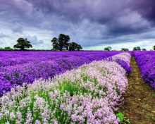 Das Lavender Spring in Provence Wallpaper 220x176