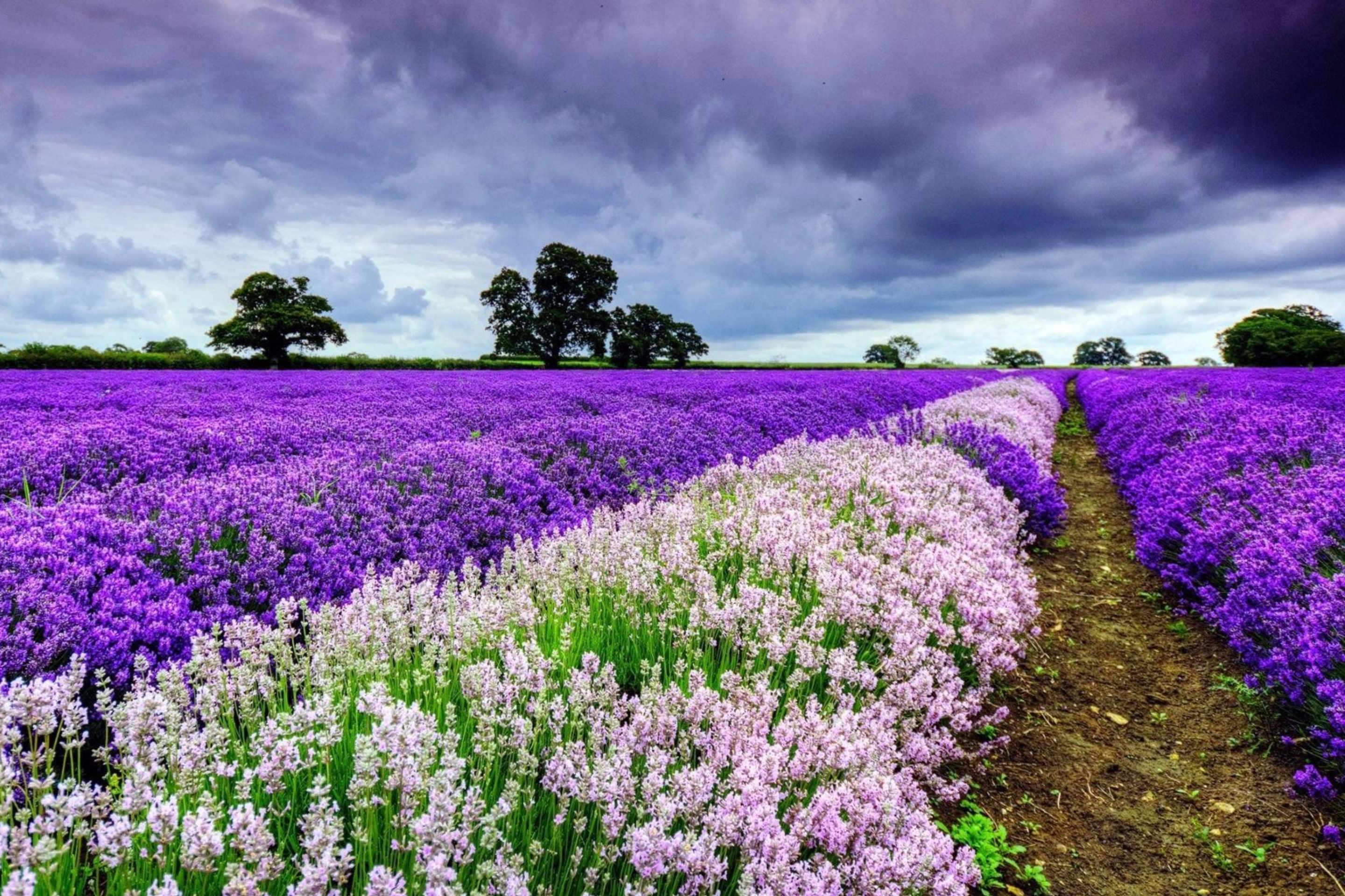 Das Lavender Spring in Provence Wallpaper 2880x1920