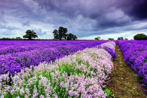 Das Lavender Spring in Provence Wallpaper 480x320