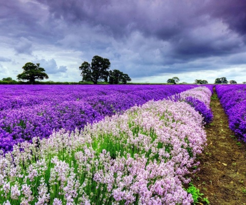 Lavender Spring in Provence wallpaper 480x400