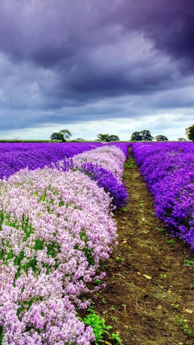 Lavender Spring in Provence wallpaper 640x1136
