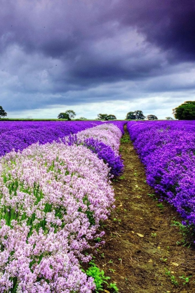 Das Lavender Spring in Provence Wallpaper 640x960