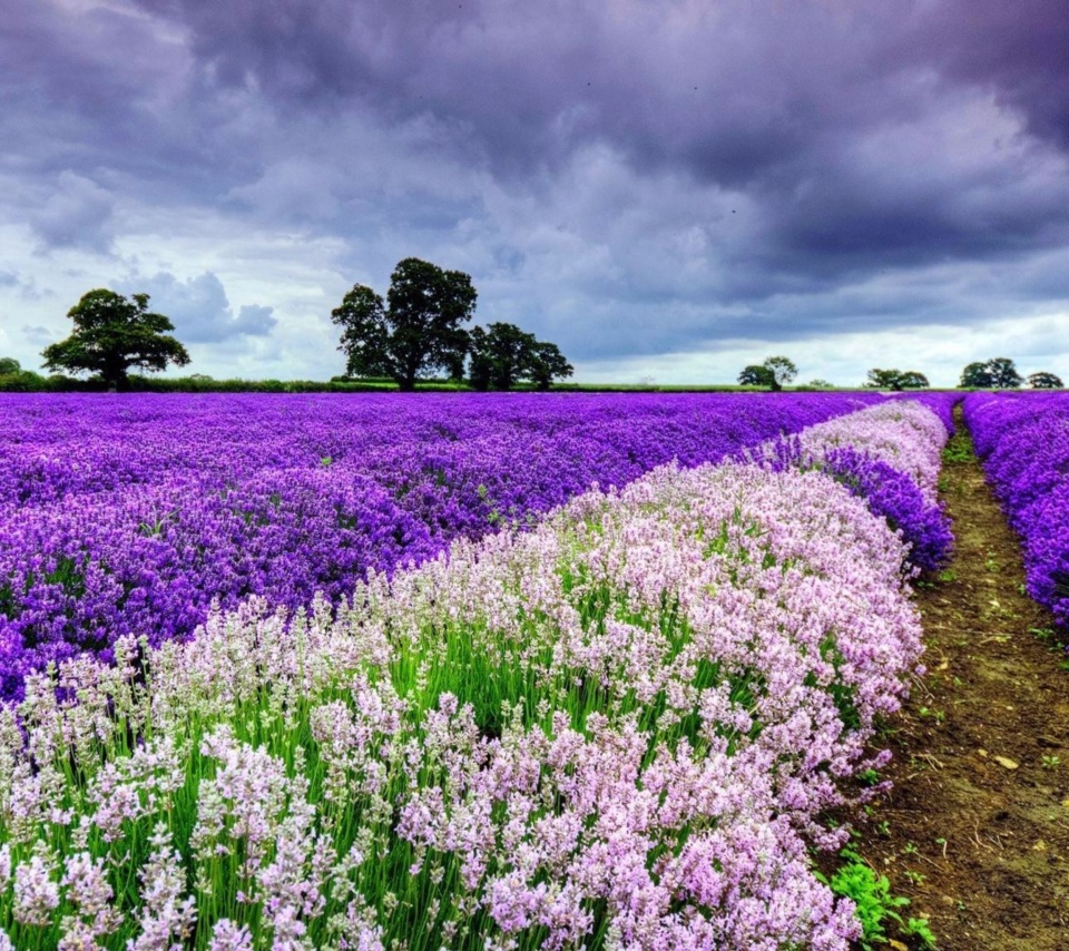 Lavender Spring in Provence wallpaper 960x854