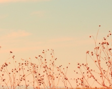 Обои Antelope Island 220x176