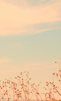 Das Antelope Island Wallpaper 240x400