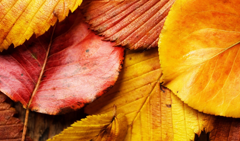 Beautiful Autumn Leaves wallpaper 1024x600