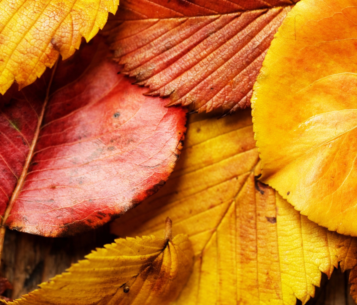 Sfondi Beautiful Autumn Leaves 1200x1024