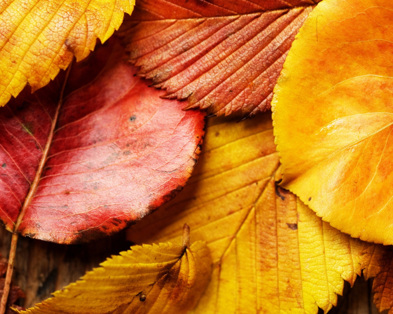 Fondo de pantalla Beautiful Autumn Leaves 1280x1024