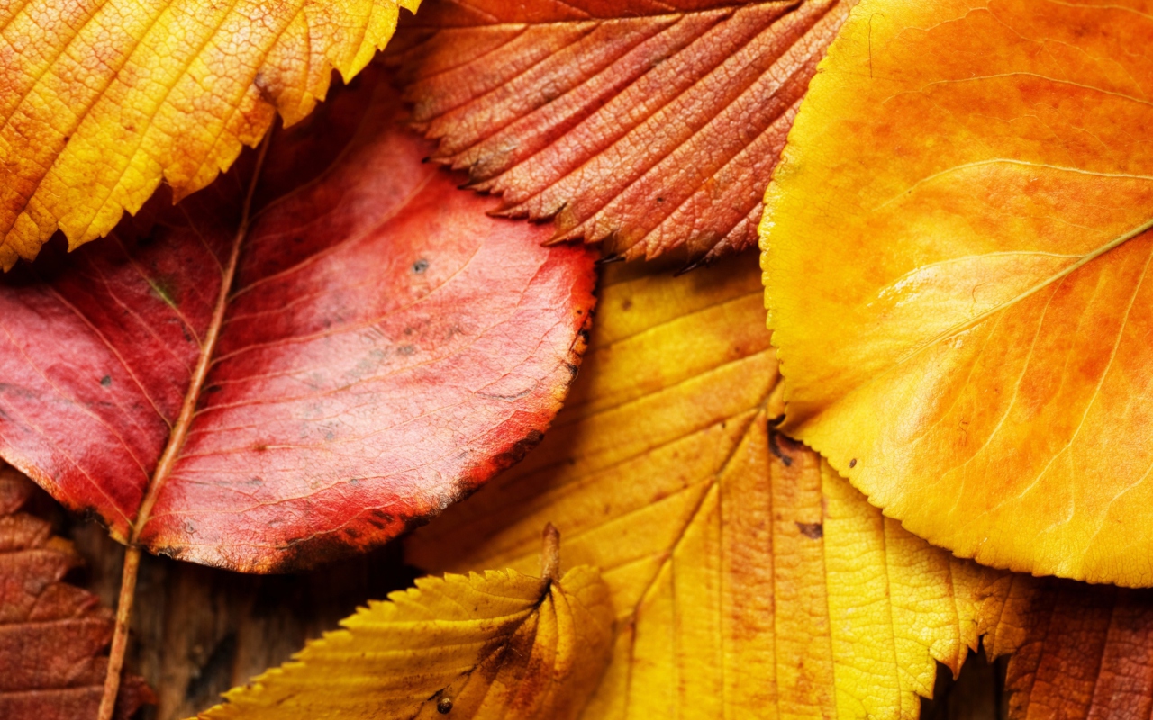 Screenshot №1 pro téma Beautiful Autumn Leaves 1280x800