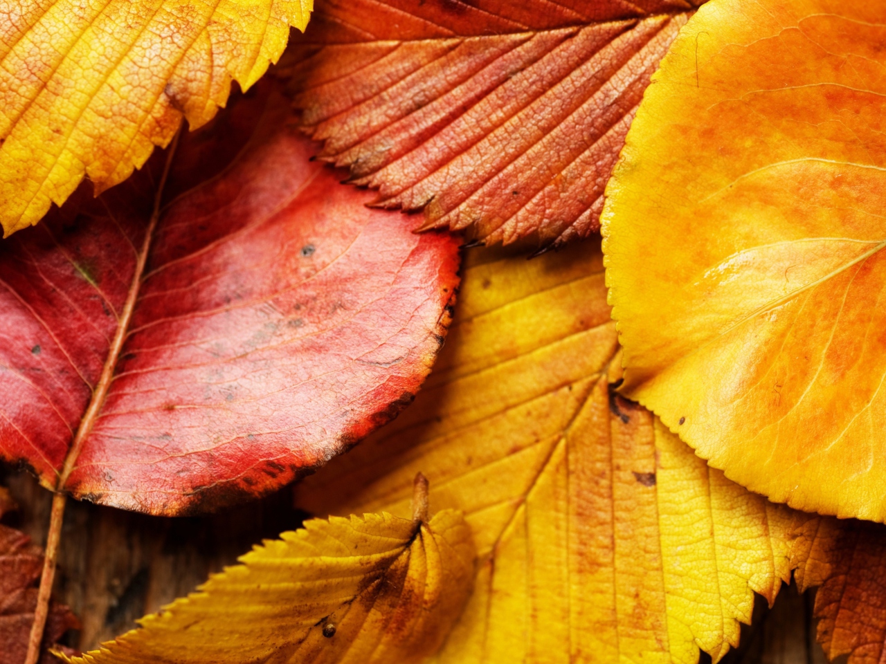 Обои Beautiful Autumn Leaves 1280x960