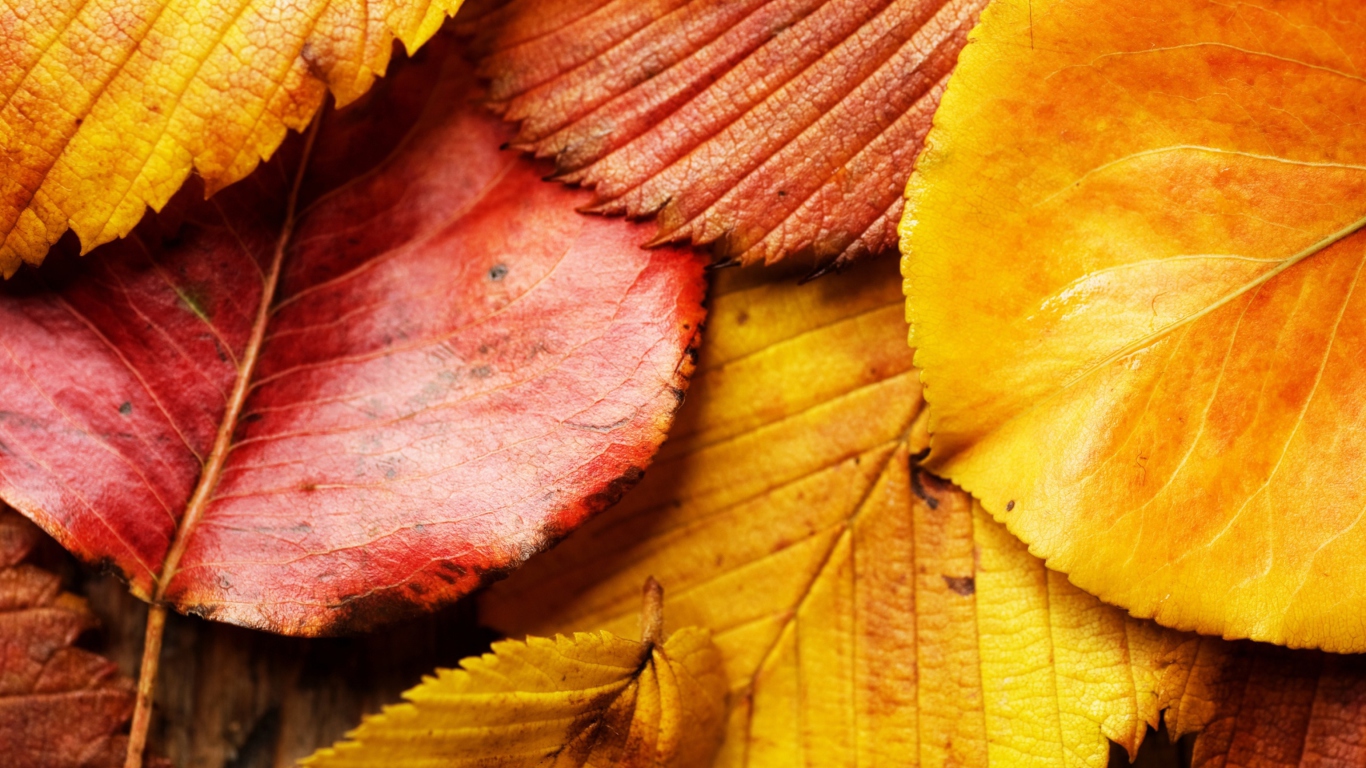 Обои Beautiful Autumn Leaves 1366x768