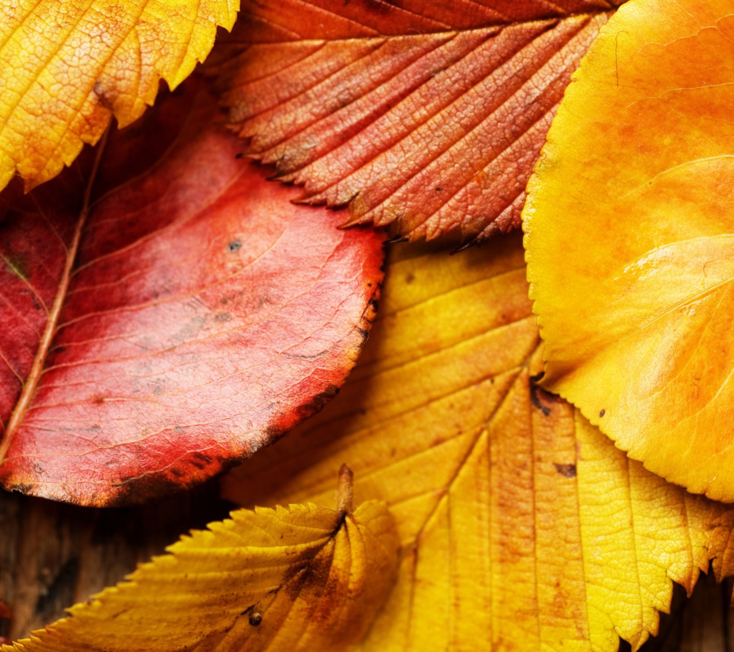 Screenshot №1 pro téma Beautiful Autumn Leaves 1440x1280