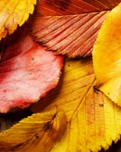 Sfondi Beautiful Autumn Leaves 176x220