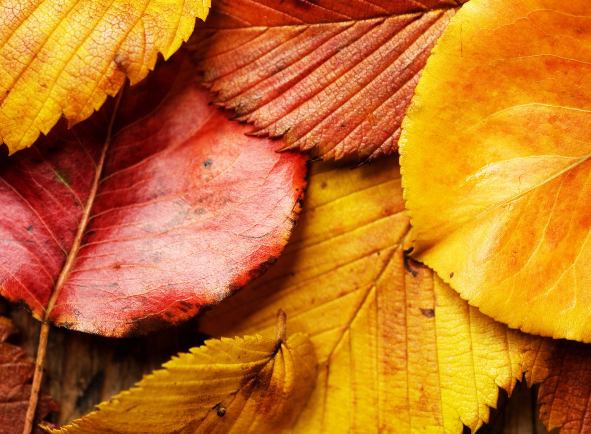 Screenshot №1 pro téma Beautiful Autumn Leaves 1920x1408