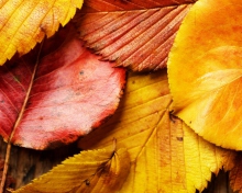 Das Beautiful Autumn Leaves Wallpaper 220x176