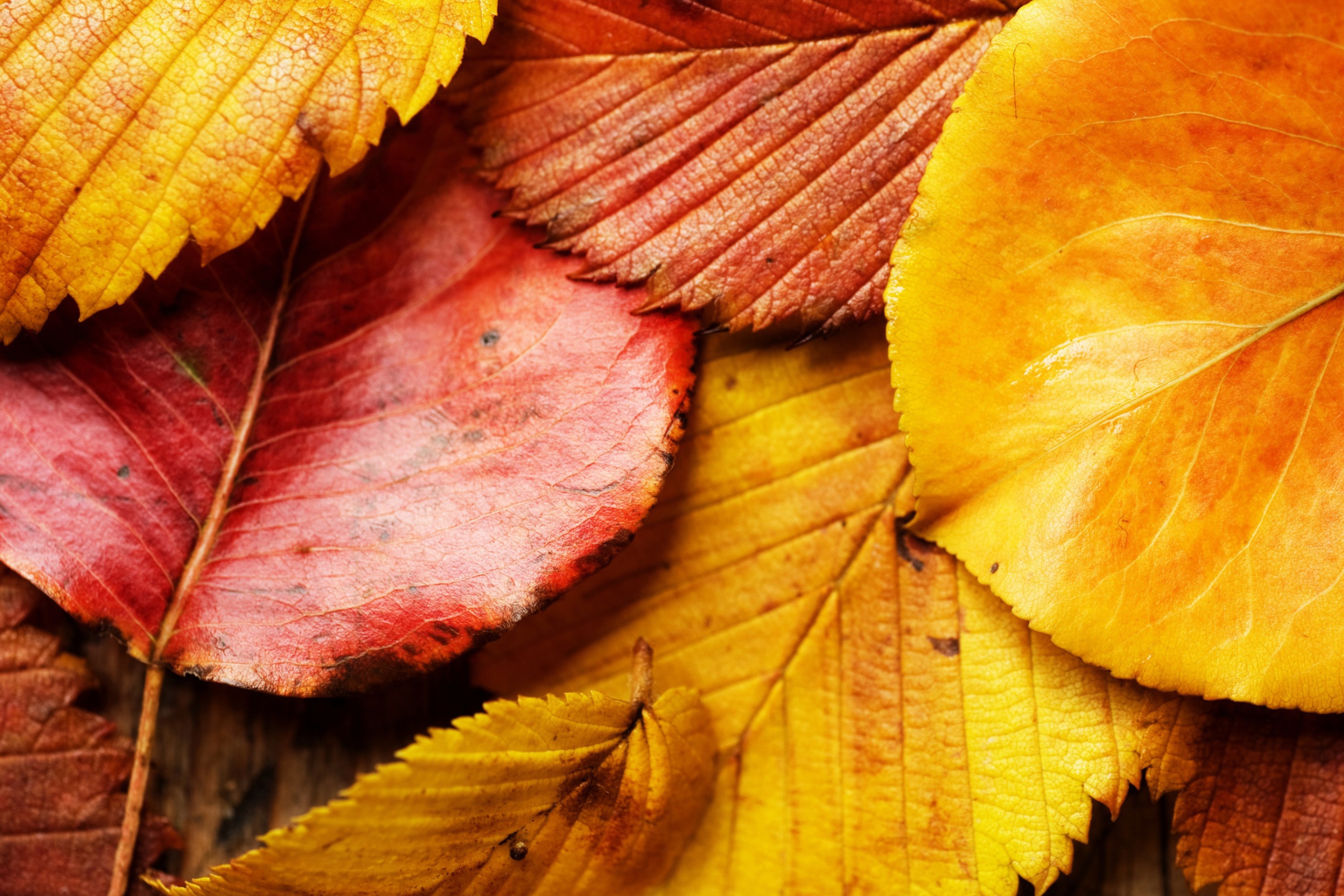Fondo de pantalla Beautiful Autumn Leaves 2880x1920