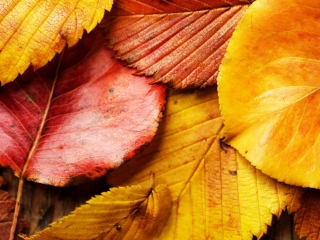 Sfondi Beautiful Autumn Leaves 320x240