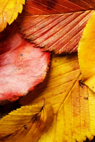 Das Beautiful Autumn Leaves Wallpaper 320x480