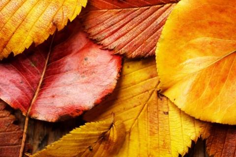 Das Beautiful Autumn Leaves Wallpaper 480x320