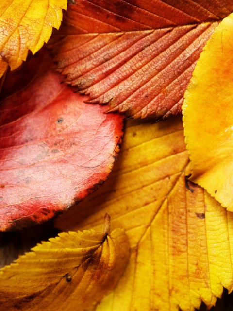 Sfondi Beautiful Autumn Leaves 480x640
