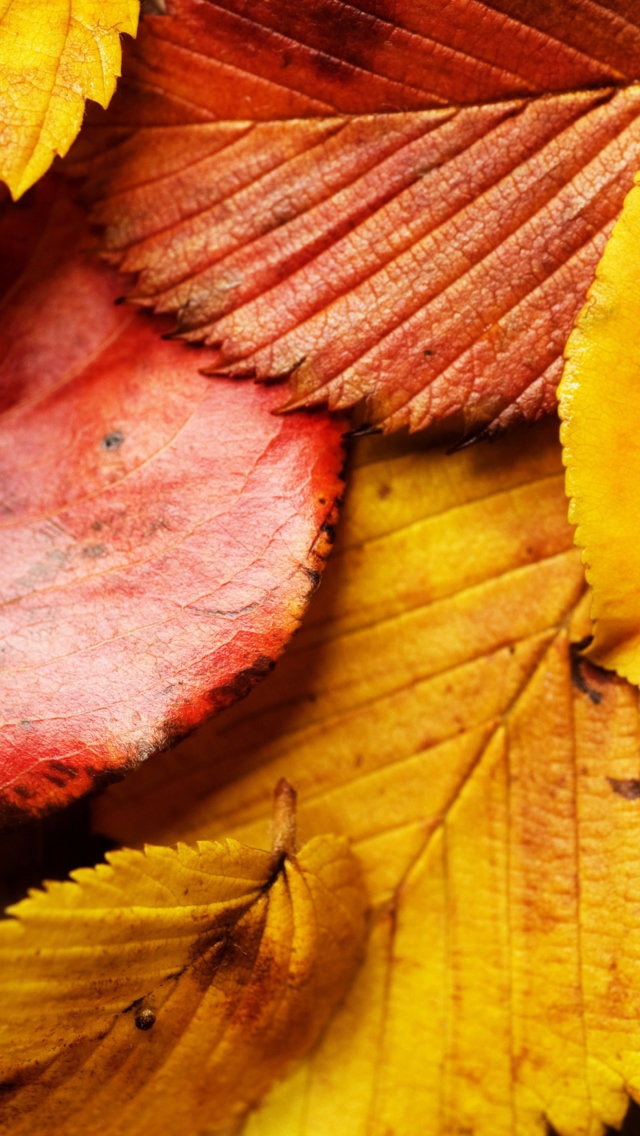 Beautiful Autumn Leaves screenshot #1 640x1136