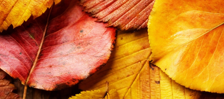 Das Beautiful Autumn Leaves Wallpaper 720x320