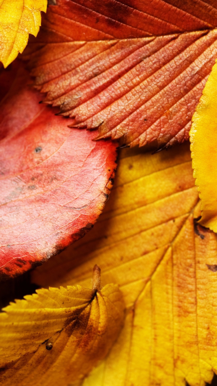 Beautiful Autumn Leaves wallpaper 750x1334