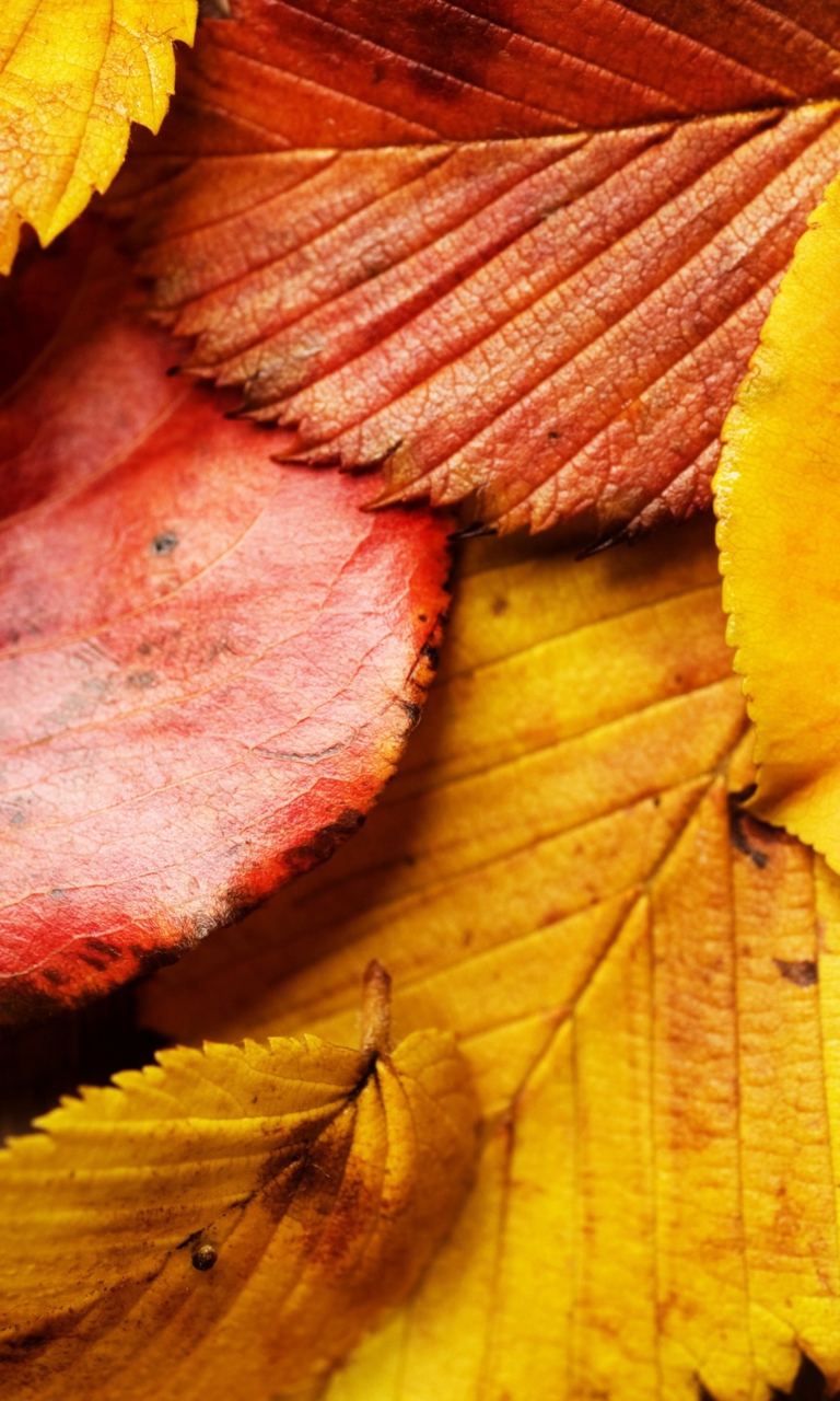 Das Beautiful Autumn Leaves Wallpaper 768x1280