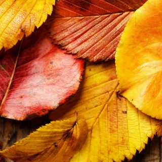 Beautiful Autumn Leaves sfondi gratuiti per iPad mini