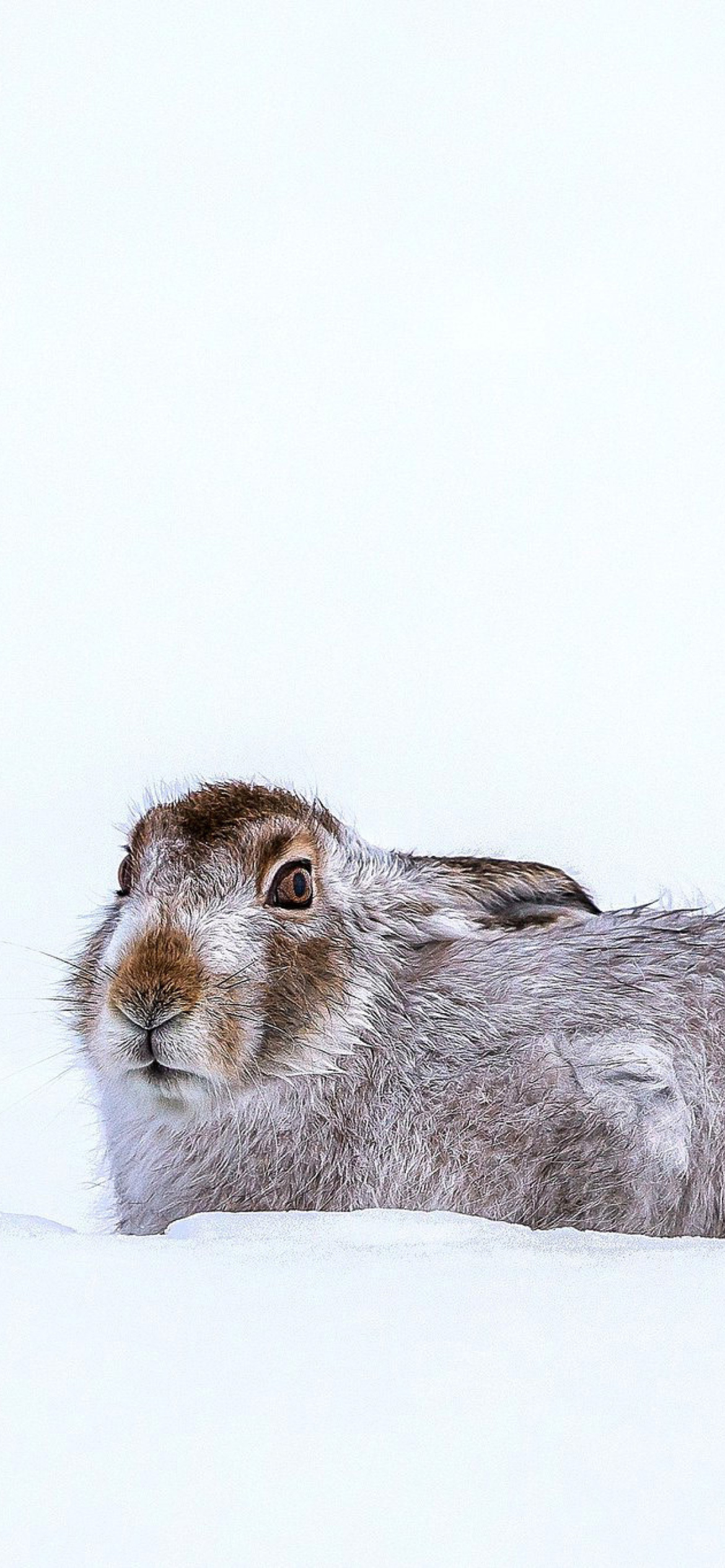 Das Rabbit in Snow Wallpaper 1170x2532