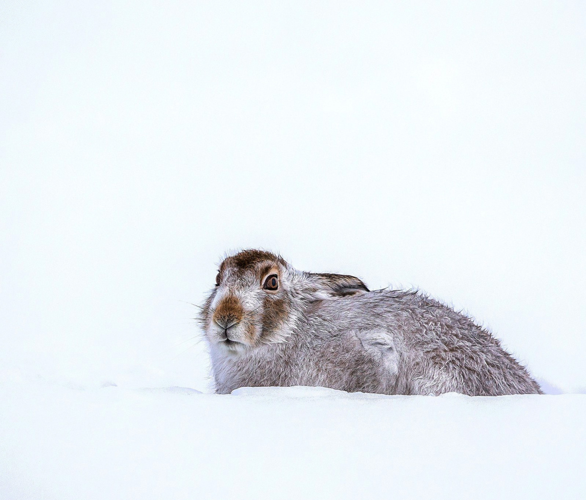 Das Rabbit in Snow Wallpaper 1200x1024