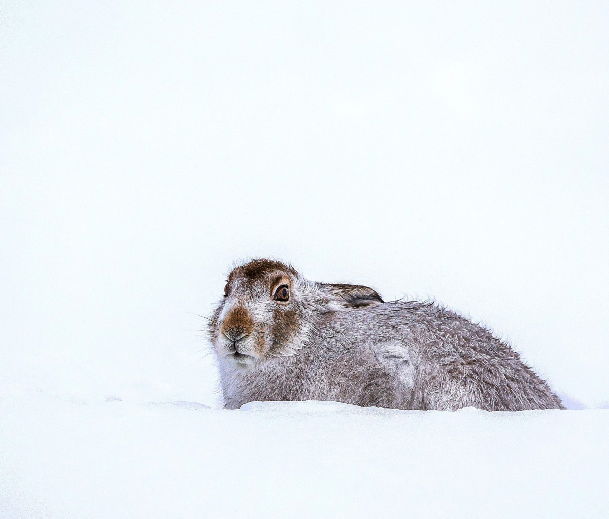 Sfondi Rabbit in Snow 1200x1024