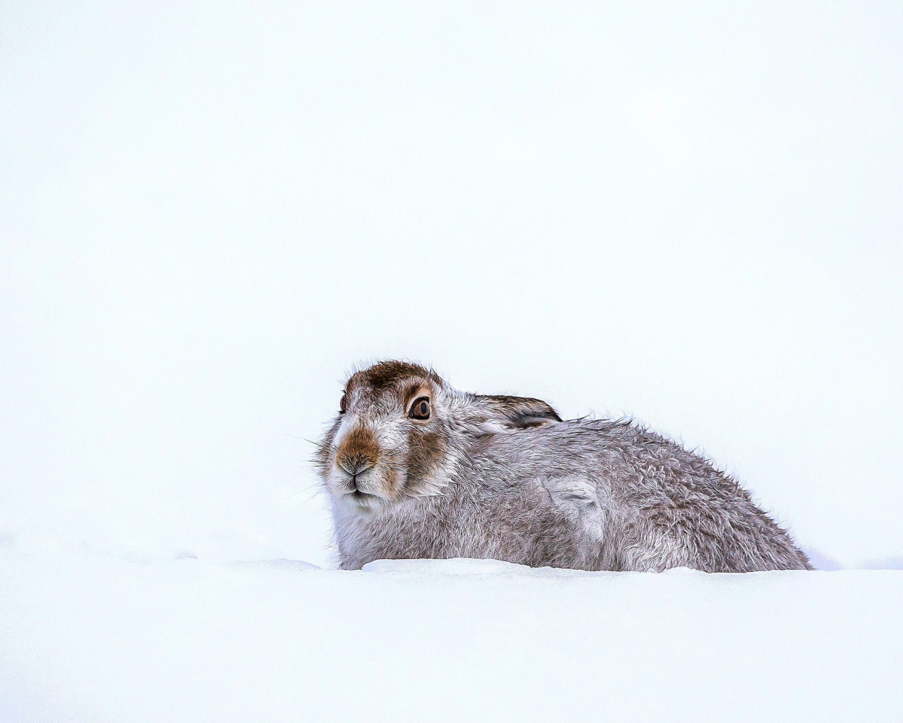 Fondo de pantalla Rabbit in Snow 1280x1024