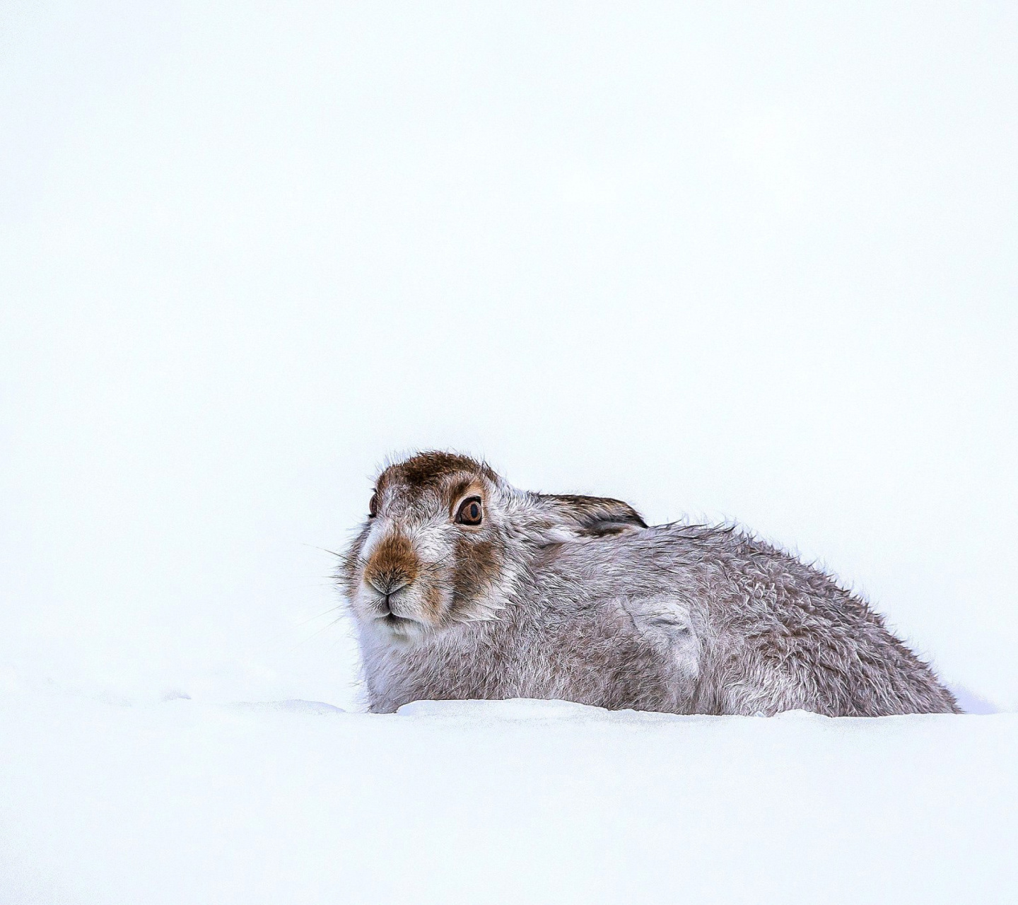 Обои Rabbit in Snow 1440x1280
