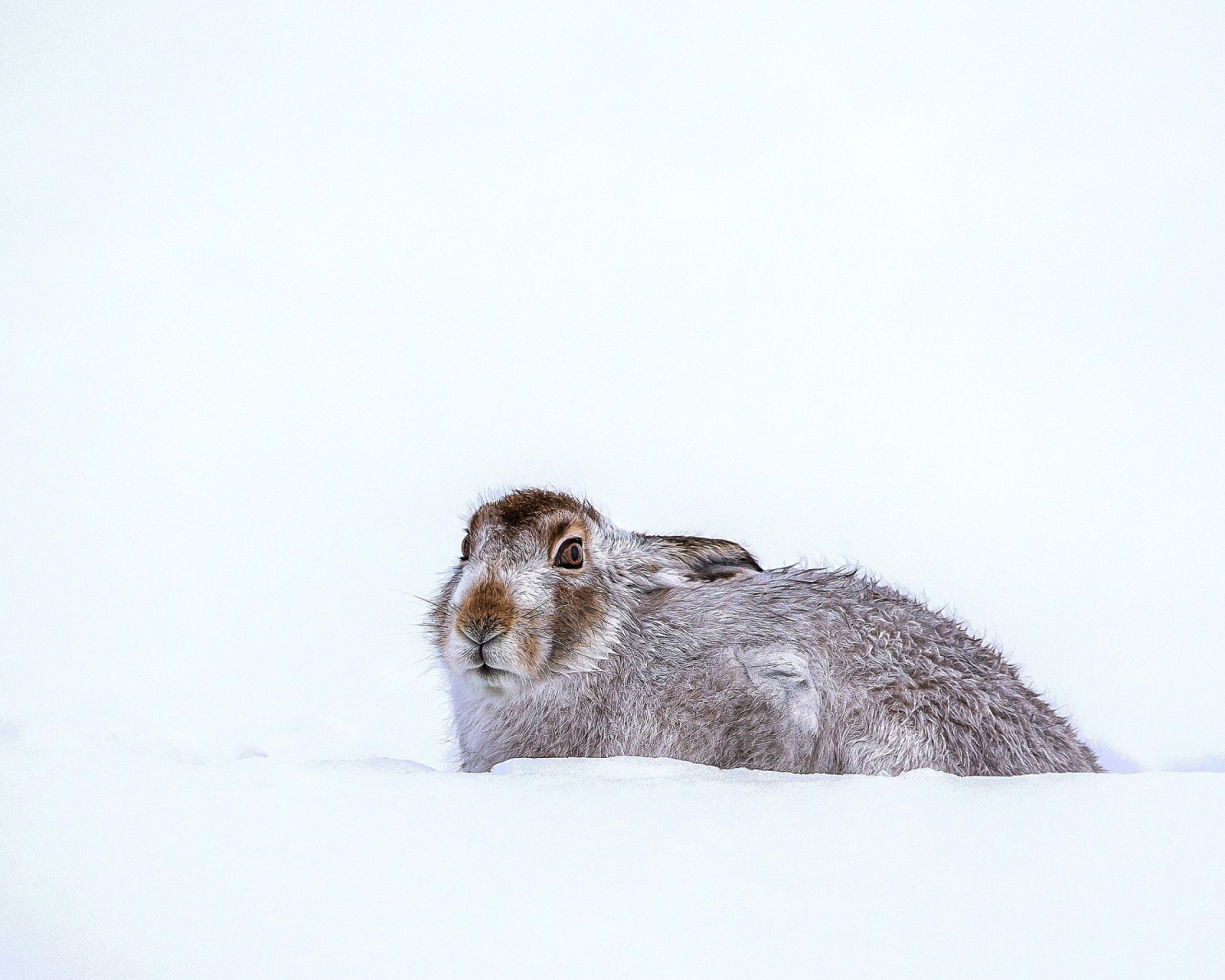 Обои Rabbit in Snow 1600x1280