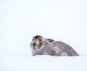 Rabbit in Snow wallpaper 176x144