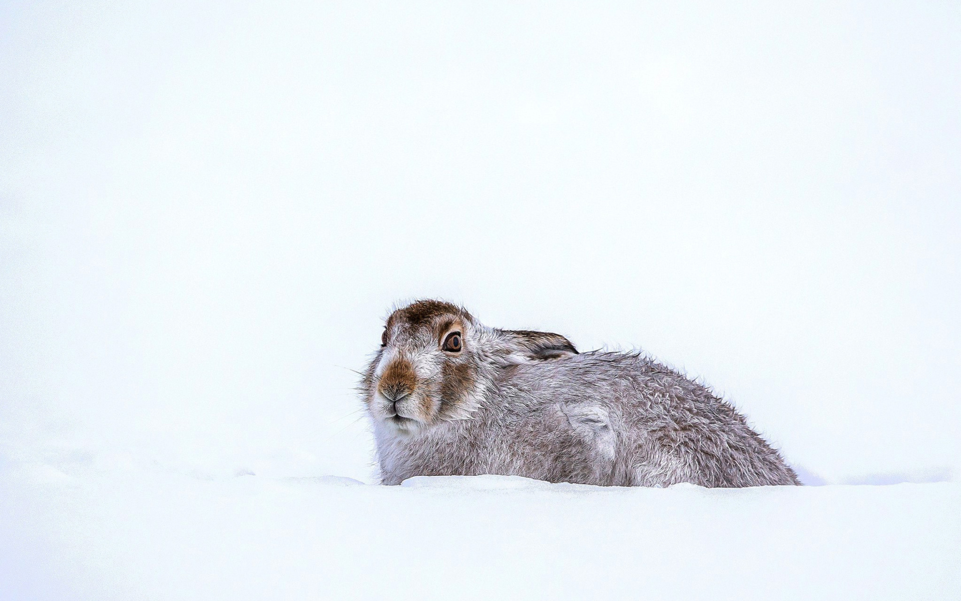 Rabbit in Snow wallpaper 1920x1200